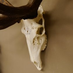 Rothirschgeweih 32 ender kapitaler Hirsch Monsterhirsch Höhe 115 cm Stangen Hirschgeweih