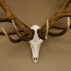 Rothirschgeweih 32 ender kapitaler Hirsch Monsterhirsch Höhe 115 cm Stangen Hirschgeweih