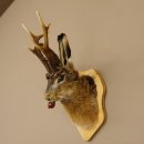 Hasenbock mit Pfeife Rehgeweih Hase Bock Wolpertinger Wolpi Hasenwolpi Präparat auf Trophäenschild