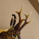 Hasenbock mit Pfeife Rehgeweih Hase Bock Wolpertinger Wolpi Hasenwolpi Präparat auf Trophäenschild