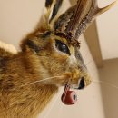 Hasenbock mit Pfeife Rehgeweih Hase Bock Wolpertinger Wolpi Hasenwolpi Präparat auf Trophäenschild