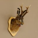 Hasenbock mit Pfeife Rehgeweih Hase Bock Wolpertinger Wolpi Hasenwolpi Präparat auf Trophäenschild