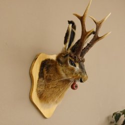 Hasenbock mit Pfeife Rehgeweih Hase Bock Wolpertinger Wolpi Hasenwolpi Präparat auf Trophäenschild