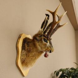 Hasenbock mit Pfeife Rehgeweih Hase Bock Wolpertinger Wolpi Hasenwolpi Präparat auf Trophäenschild