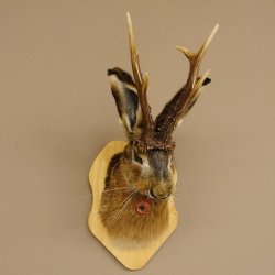 Hasenbock mit Pfeife Rehgeweih Hase Bock Wolpertinger Wolpi Hasenwolpi Präparat auf Trophäenschild