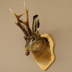 Hasenbock mit Pfeife Rehgeweih Hase Bock Wolpertinger Wolpi Hasenwolpi Präparat auf Trophäenschild