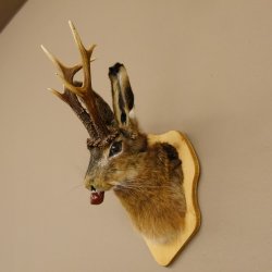 Hasenbock mit Pfeife Rehgeweih Hase Bock Wolpertinger Wolpi Hasenwolpi Präparat auf Trophäenschild