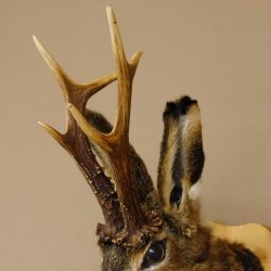 Hasenbock mit Pfeife Rehgeweih Hase Bock Wolpertinger Wolpi Hasenwolpi Präparat auf Trophäenschild