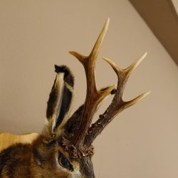 Hasenbock mit Pfeife Rehgeweih Hase Bock Wolpertinger Wolpi Hasenwolpi Präparat auf Trophäenschild