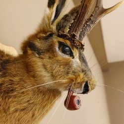 Hasenbock mit Pfeife Rehgeweih Hase Bock Wolpertinger Wolpi Hasenwolpi Präparat auf Trophäenschild