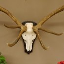 Rothirschgeweih 14 ender Hirsch H 100 cm Stangen Hirschgeweih Trophäenschild 70.988