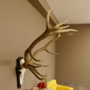 Rothirschgeweih 14 ender Hirsch H 100 cm Stangen Hirschgeweih Trophäenschild 70.988