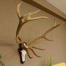 Rothirschgeweih 14 ender Hirsch H 100 cm Stangen Hirschgeweih Trophäenschild 70.988
