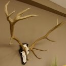 Rothirschgeweih 14 ender Hirsch H 100 cm Stangen Hirschgeweih Trophäenschild 70.988