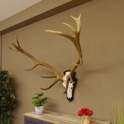 Rothirschgeweih 14 ender Hirsch H 100 cm Stangen Hirschgeweih Trophäenschild 70.988