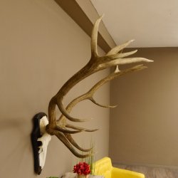 Rothirschgeweih 14 ender Hirsch H 100 cm Stangen Hirschgeweih Trophäenschild 70.988