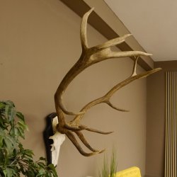 Rothirschgeweih 14 ender Hirsch H 100 cm Stangen Hirschgeweih Trophäenschild 70.988