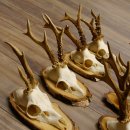 7 Stück Rehgeweihe Rehbocke Reh Bock Geweihe auf Birkeschildern 22.1183