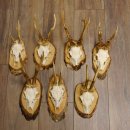 7 Stück Rehgeweihe Rehbocke Reh Bock Geweihe auf Birkeschildern 22.1183