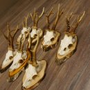 7 Stück Rehgeweihe Rehbocke Reh Bock Geweihe auf Birkeschildern 22.1183