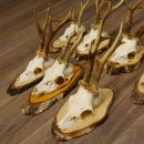 7 Stück Rehgeweihe Rehbocke Reh Bock Geweihe auf Birkeschildern 22.1183