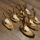 7 Stück Rehgeweihe Rehbocke Reh Bock Geweihe auf Birkeschildern 22.1183