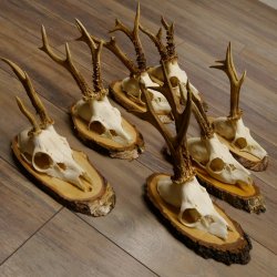 7 Stück Rehgeweihe Rehbocke Reh Bock Geweihe auf Birkeschildern 22.1183