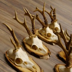 7 Stück Rehgeweihe Rehbocke Reh Bock Geweihe auf Birkeschildern 22.1183