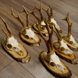 7 Stück Rehgeweihe Rehbocke Reh Bock Geweihe auf Birkeschildern 22.1183