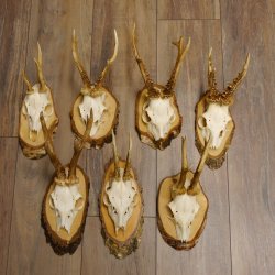 7 Stück Rehgeweihe Rehbocke Reh Bock Geweihe auf Birkeschildern 22.1183