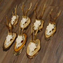 7 Stück Rehgeweihe Rehbocke Reh Bock Geweihe auf Birkeschildern 22.1183