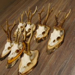 7 Stück Rehgeweihe Rehbocke Reh Bock Geweihe auf Birkeschildern 22.1183