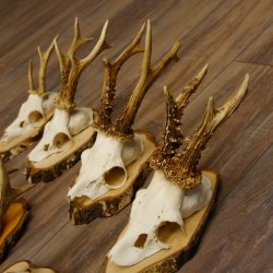 7 Stück Rehgeweihe Rehbocke Reh Bock Geweihe auf Birkeschildern 22.1183