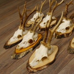 7 Stück Rehgeweihe Rehbocke Reh Bock Geweihe auf Birkeschildern 22.1183