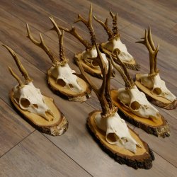 7 Stück Rehgeweihe Rehbocke Reh Bock Geweihe auf Birkeschildern 22.1183