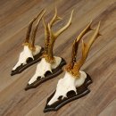 3 Stück Rehgeweihe Rehbocke Reh Bock Geweihe auf...