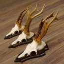 3 Stück Rehgeweihe Rehbocke Reh Bock Geweihe auf...