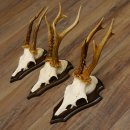 3 Stück Rehgeweihe Rehbocke Reh Bock Geweihe auf Trophäenschildern 22.1196