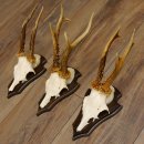 3 Stück Rehgeweihe Rehbocke Reh Bock Geweihe auf Trophäenschildern 22.1196