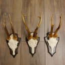 3 Stück Rehgeweihe Rehbocke Reh Bock Geweihe auf Trophäenschildern 22.1196