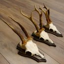 3 Stück Rehgeweihe Rehbocke Reh Bock Geweihe auf Trophäenschildern 22.1196