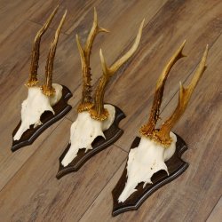 3 Stück Rehgeweihe Rehbocke Reh Bock Geweihe auf Trophäenschildern 22.1196