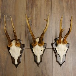 3 Stück Rehgeweihe Rehbocke Reh Bock Geweihe auf Trophäenschildern 22.1196
