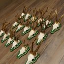 17 Stück Rehgeweihe Rehbocke Reh Bock Geweihe auf...