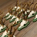 17 Stück Rehgeweihe Rehbocke Reh Bock Geweihe auf Barockschildern 22.1198