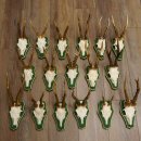 17 Stück Rehgeweihe Rehbocke Reh Bock Geweihe auf Barockschildern 22.1198