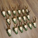 17 Stück Rehgeweihe Rehbocke Reh Bock Geweihe auf Barockschildern 22.1198