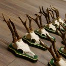 17 Stück Rehgeweihe Rehbocke Reh Bock Geweihe auf Barockschildern 22.1198