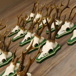 17 Stück Rehgeweihe Rehbocke Reh Bock Geweihe auf Barockschildern 22.1198