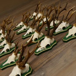 17 Stück Rehgeweihe Rehbocke Reh Bock Geweihe auf Barockschildern 22.1198